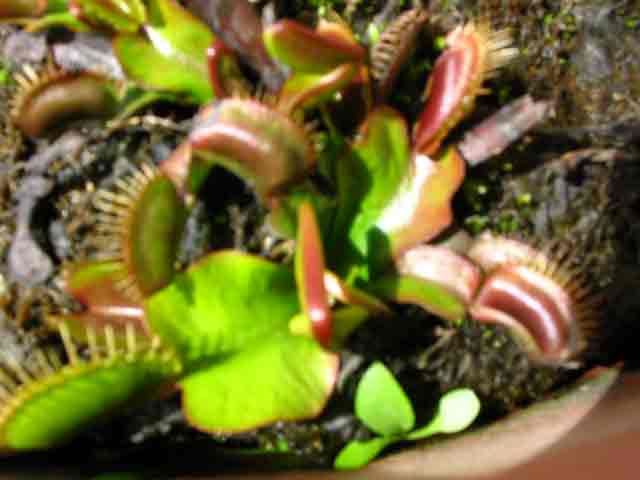 FlyTrap/IMG_0443.jpg