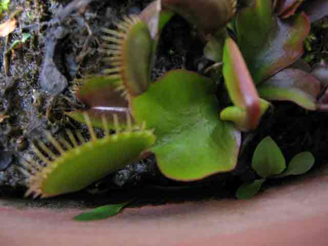 FlyTrap/IMG_0446.jpg