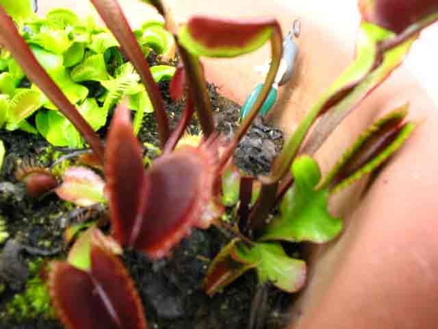 FlyTrap/IMG_0513.jpg