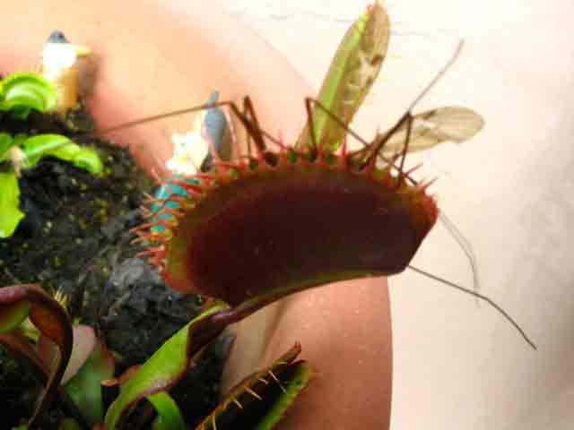 FlyTrap/IMG_0514.jpg