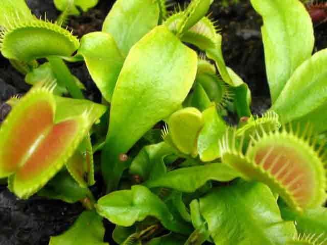 FlyTrap/IMG_0515.jpg