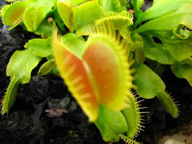 FlyTrap/IMG_0516.jpg