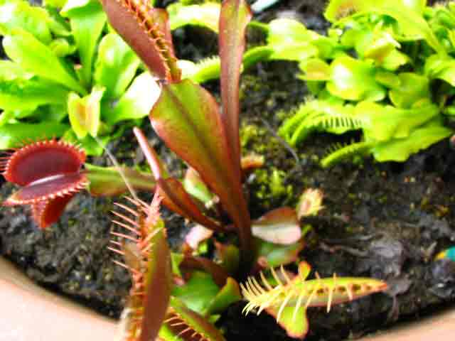 FlyTrap/IMG_0517.jpg