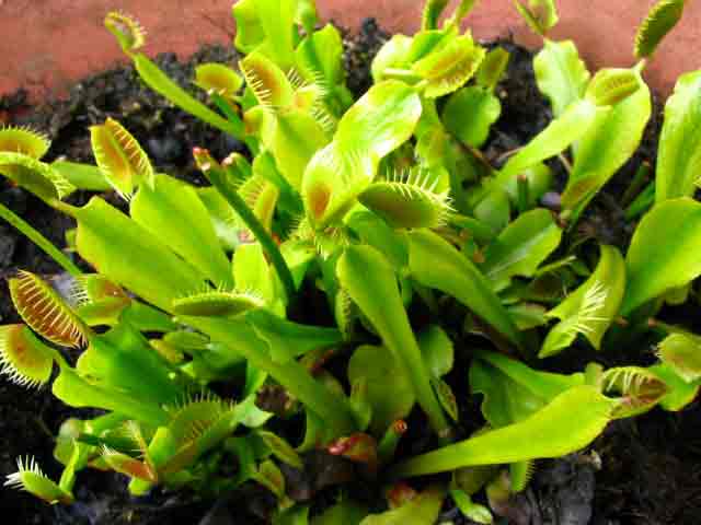 FlyTrap/IMG_0518.jpg