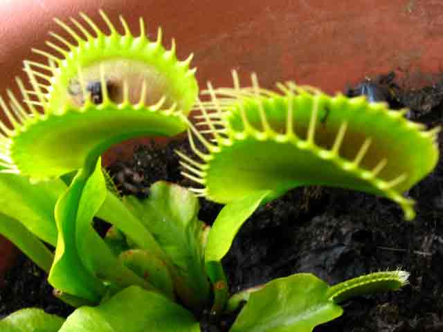 FlyTrap/IMG_0519.jpg