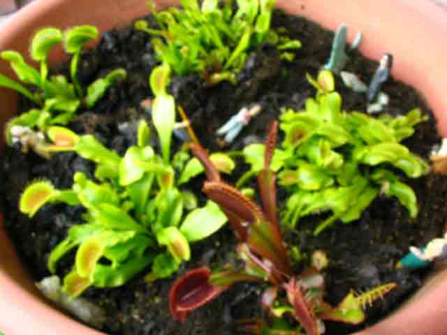 FlyTrap/IMG_0520.jpg