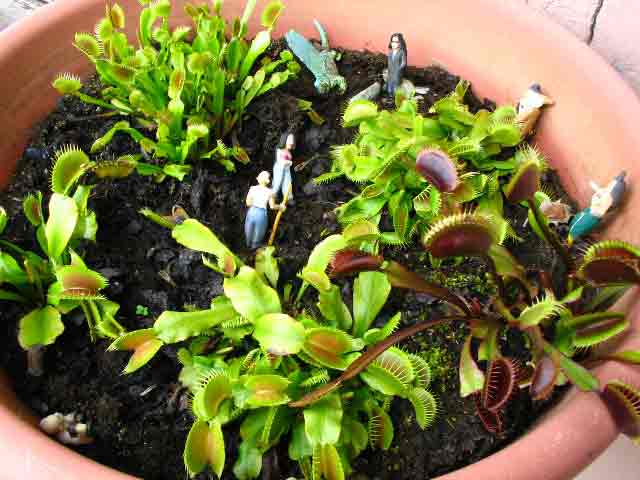 FlyTrap/IMG_0846.jpg