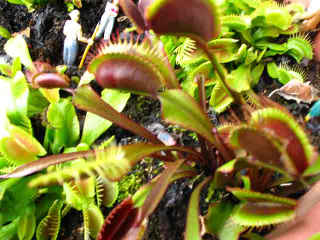 FlyTrap/IMG_0847.jpg