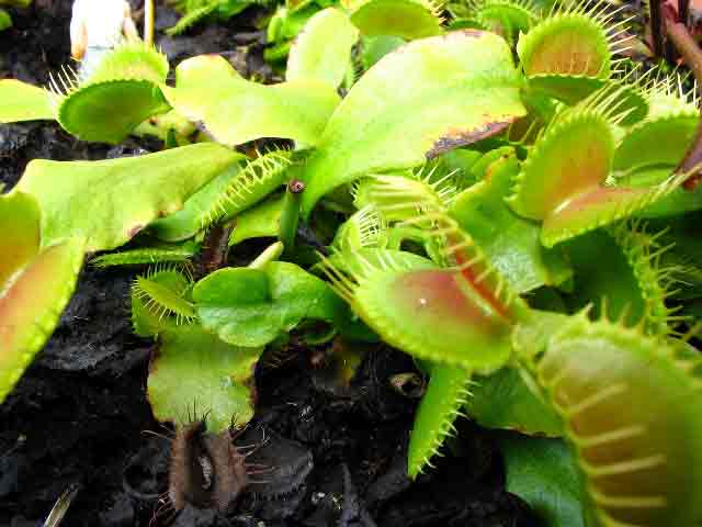 FlyTrap/IMG_0848.jpg