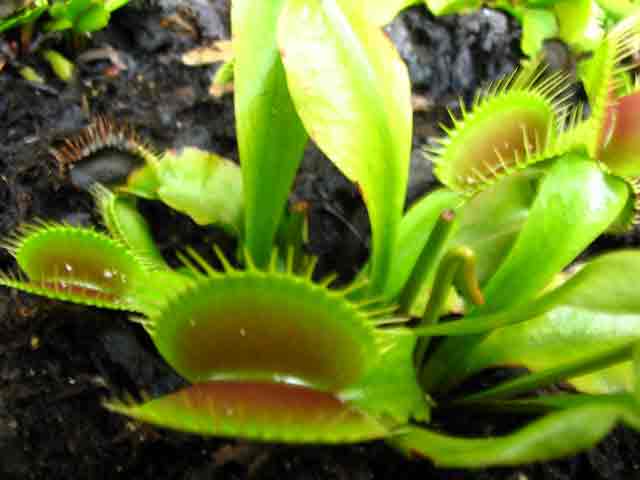 FlyTrap/IMG_0849.jpg