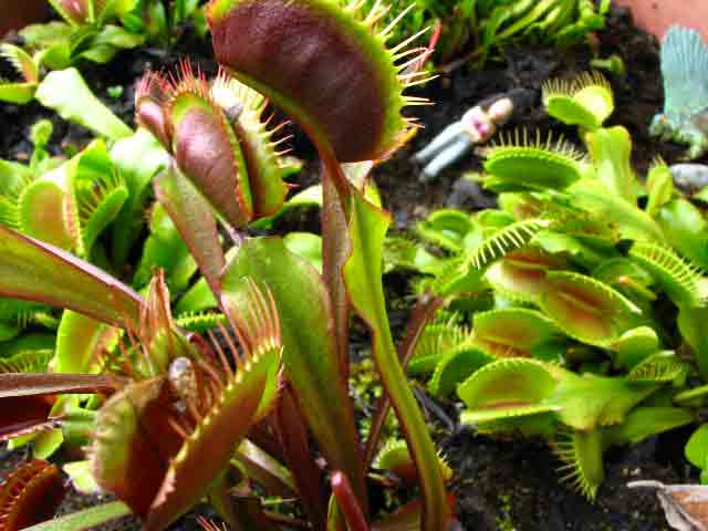 FlyTrap/IMG_0850.jpg