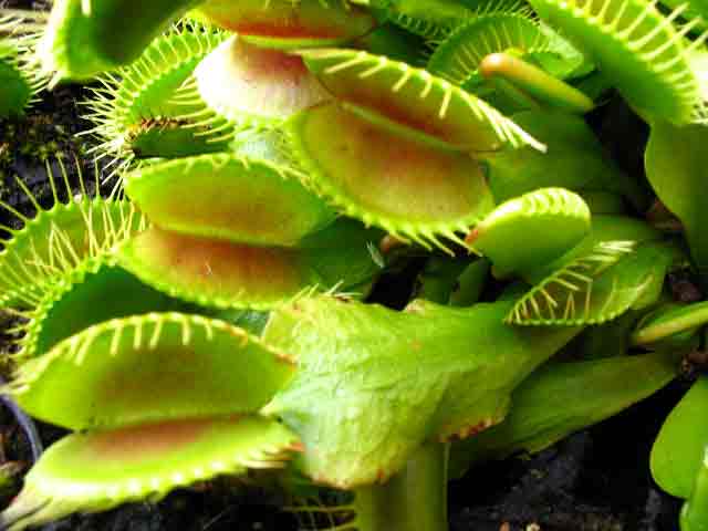 FlyTrap/IMG_0851.jpg