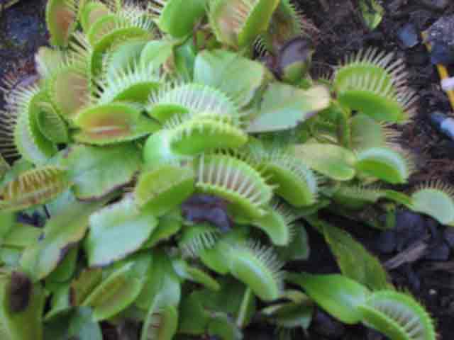 FlyTrap/IMG_0926.jpg