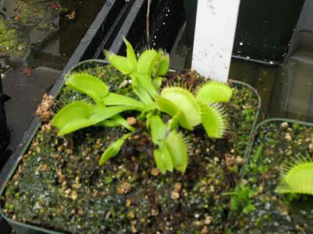 FlyTrap/IMG_1024.jpg