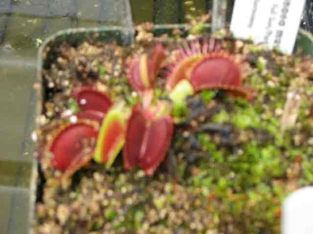 FlyTrap/IMG_1025.jpg