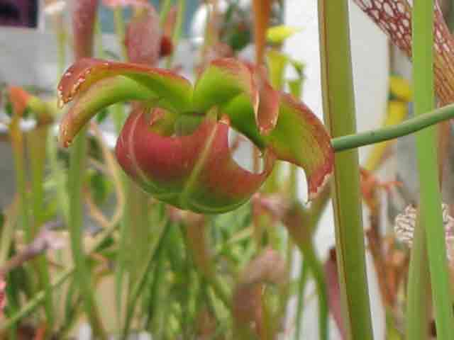 FlyTrap/IMG_1027.jpg