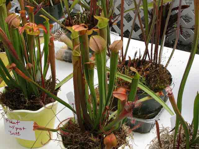 FlyTrap/IMG_1029.jpg