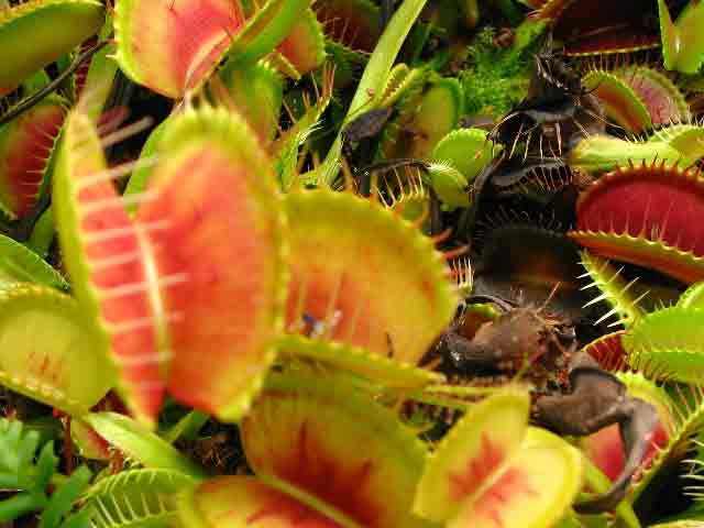 FlyTrap/IMG_1032.jpg