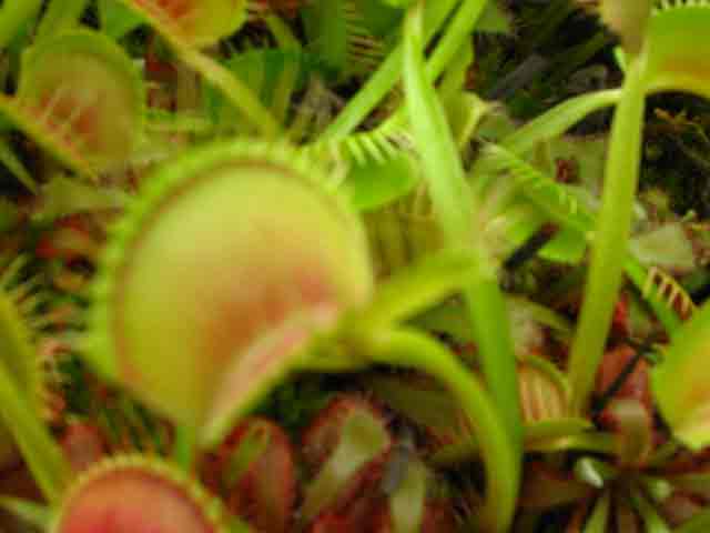 FlyTrap/IMG_1033.jpg