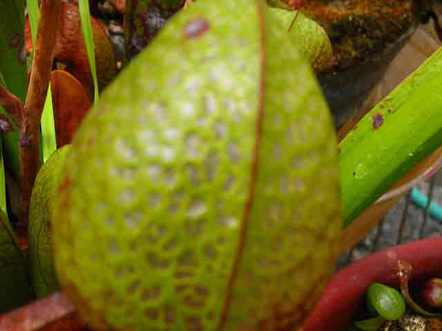 FlyTrap/IMG_1034.jpg