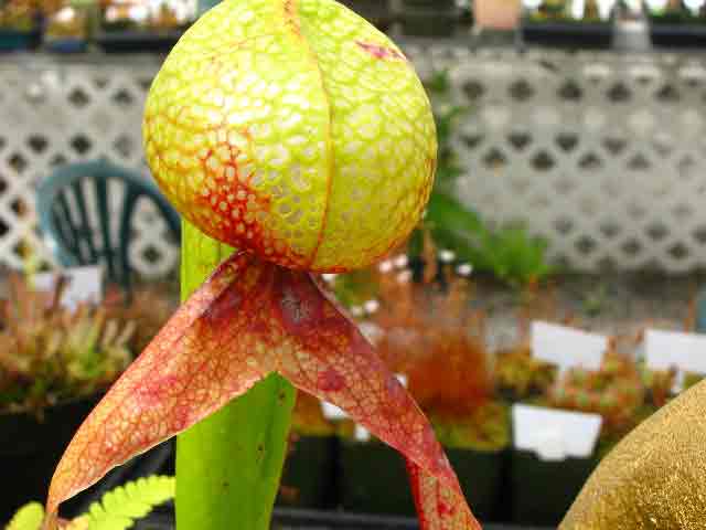 FlyTrap/IMG_1035.jpg