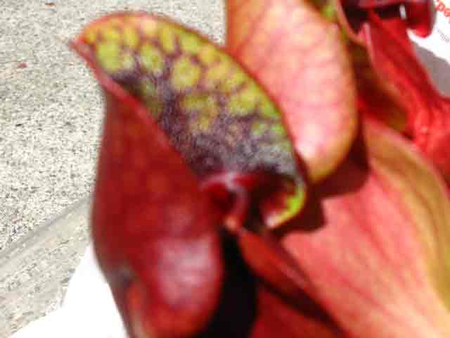 FlyTrap/IMG_1042.jpg