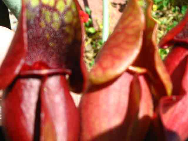 FlyTrap/IMG_1045.jpg