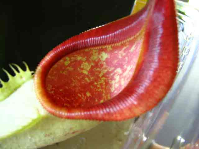 FlyTrap/IMG_1046.jpg