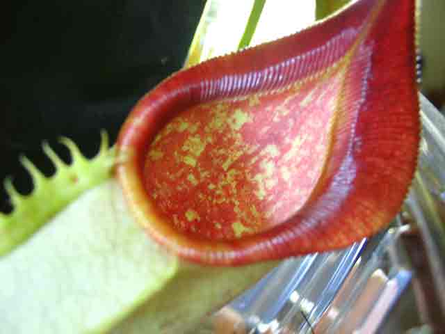 FlyTrap/IMG_1047.jpg