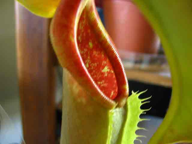 FlyTrap/IMG_1049.jpg