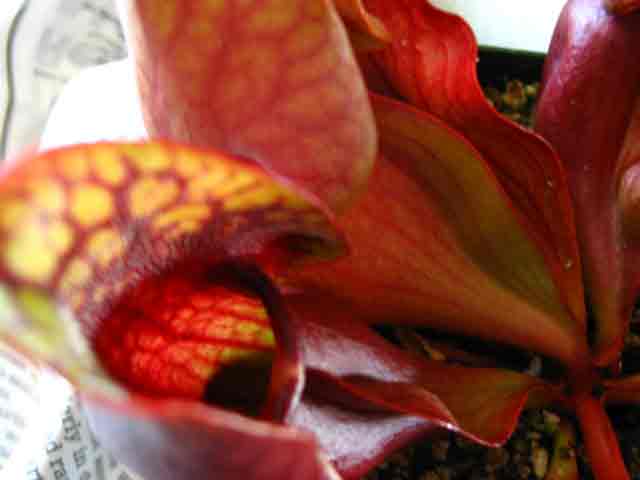 FlyTrap/IMG_1051.jpg