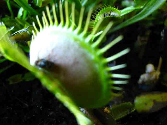 FlyTrap/IMG_1054.jpg