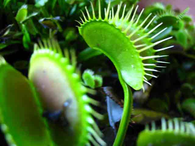 FlyTrap/IMG_1055.jpg