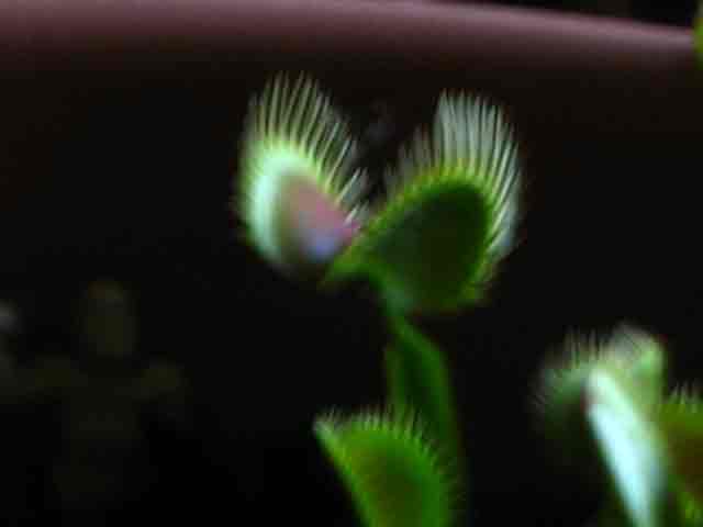 FlyTrap/IMG_1085.jpg