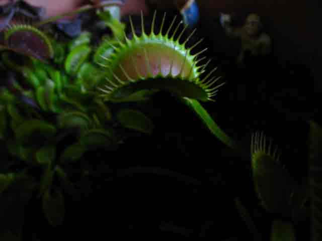 FlyTrap/IMG_1086.jpg