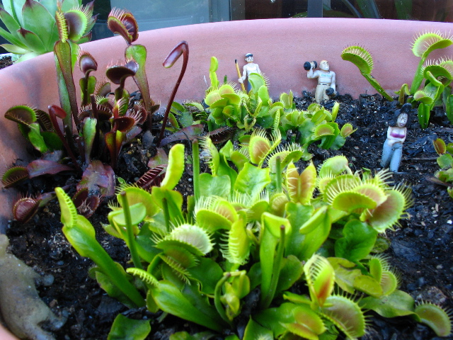 FlyTrap/IMG_1283.jpg