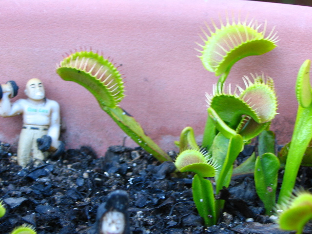 FlyTrap/IMG_1284.jpg