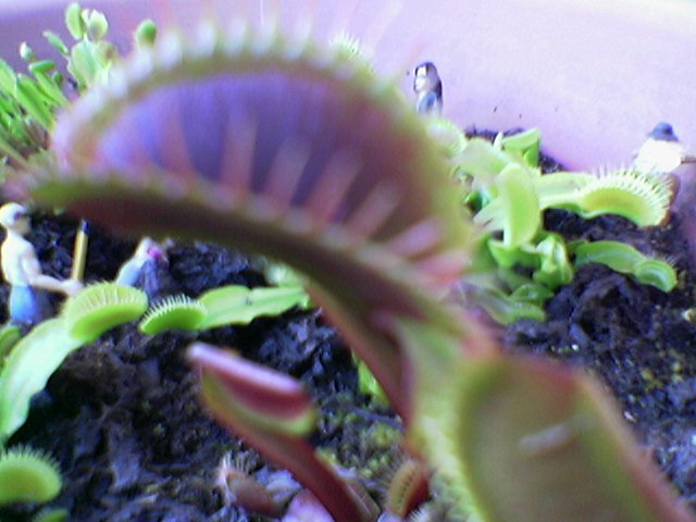 FlyTrap/Image(053).jpg