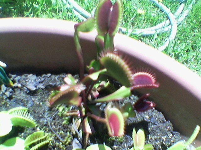 FlyTrap/Image(085).jpg