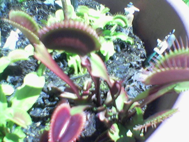 FlyTrap/Image(086).jpg