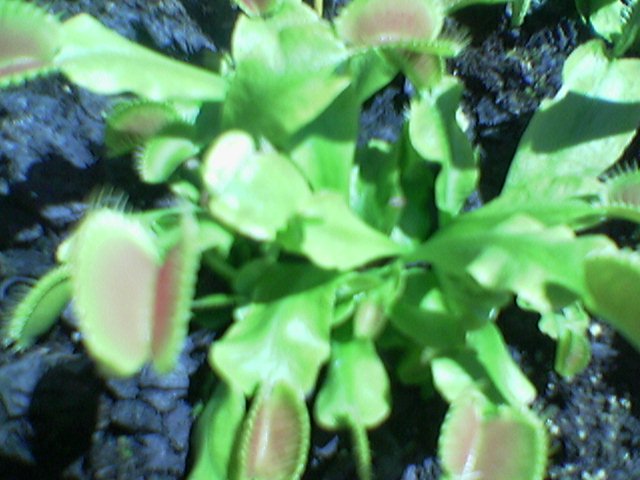 FlyTrap/Image(087).jpg