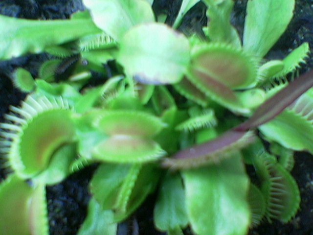 FlyTrap/Image(101).jpg