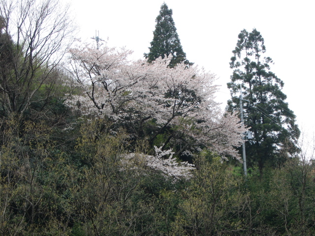IMG_1769.jpg